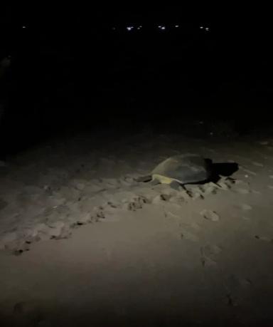 Mengamati Penyu Bertelur