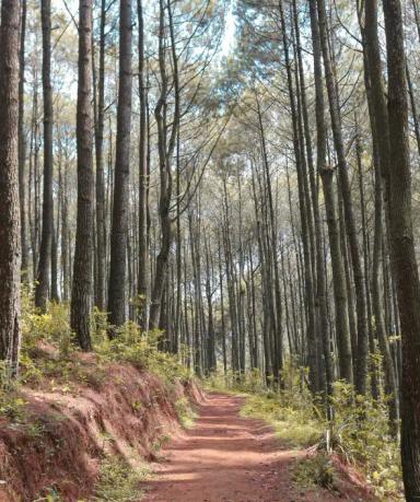 Hutan Pinus