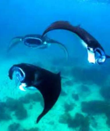 Snorkeling di Manta Point