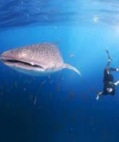 Snorkling di Talisayan