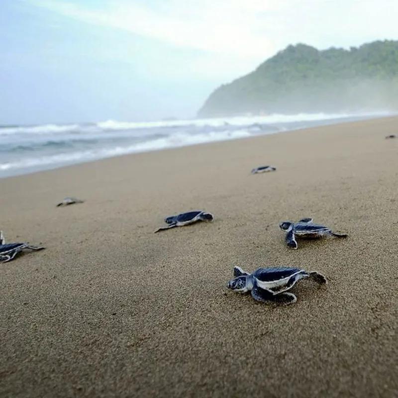 banyuwangi-sukamade-trip